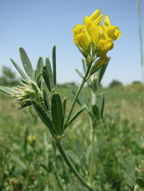 Изображение особи Medicago falcata.