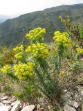 Odontarrhena muralis. Цветущее и плодоносящее растение. Краснодарский край, окр. г. Геленджик, прибрежная гора, каменистый склон. 07.08.2013.