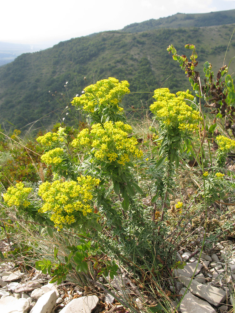 Изображение особи Odontarrhena muralis.