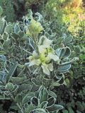 genus Euonymus. Верхушка ветви с аномальными побегами. Владивосток, Ботанический сад-институт ДВО РАН. 31 августа 2013 г.