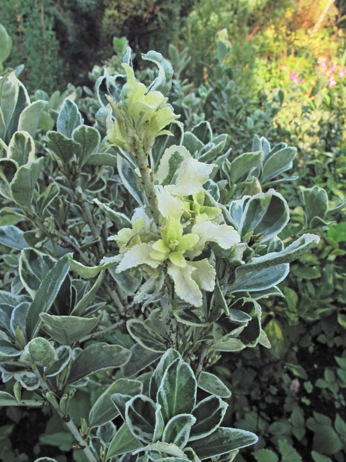 Image of genus Euonymus specimen.