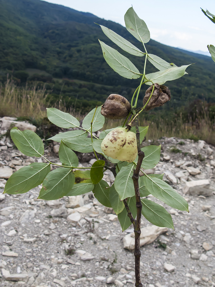 Image of Staphylea pinnata specimen.