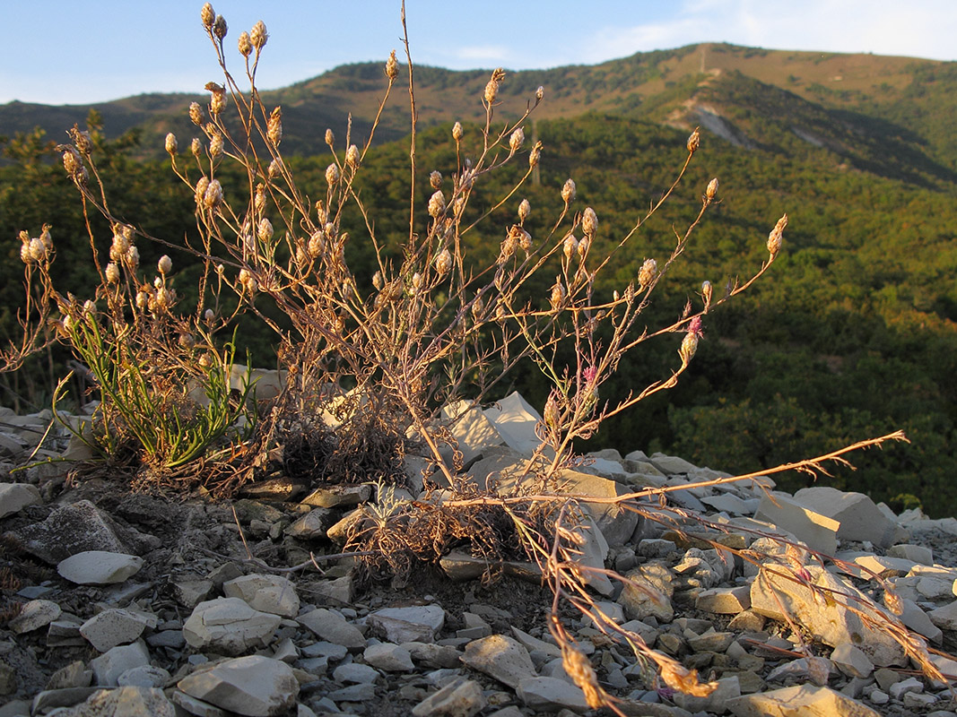 Image of genus Centaurea specimen.