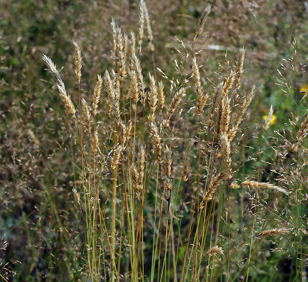 Image of Anthoxanthum odoratum specimen.