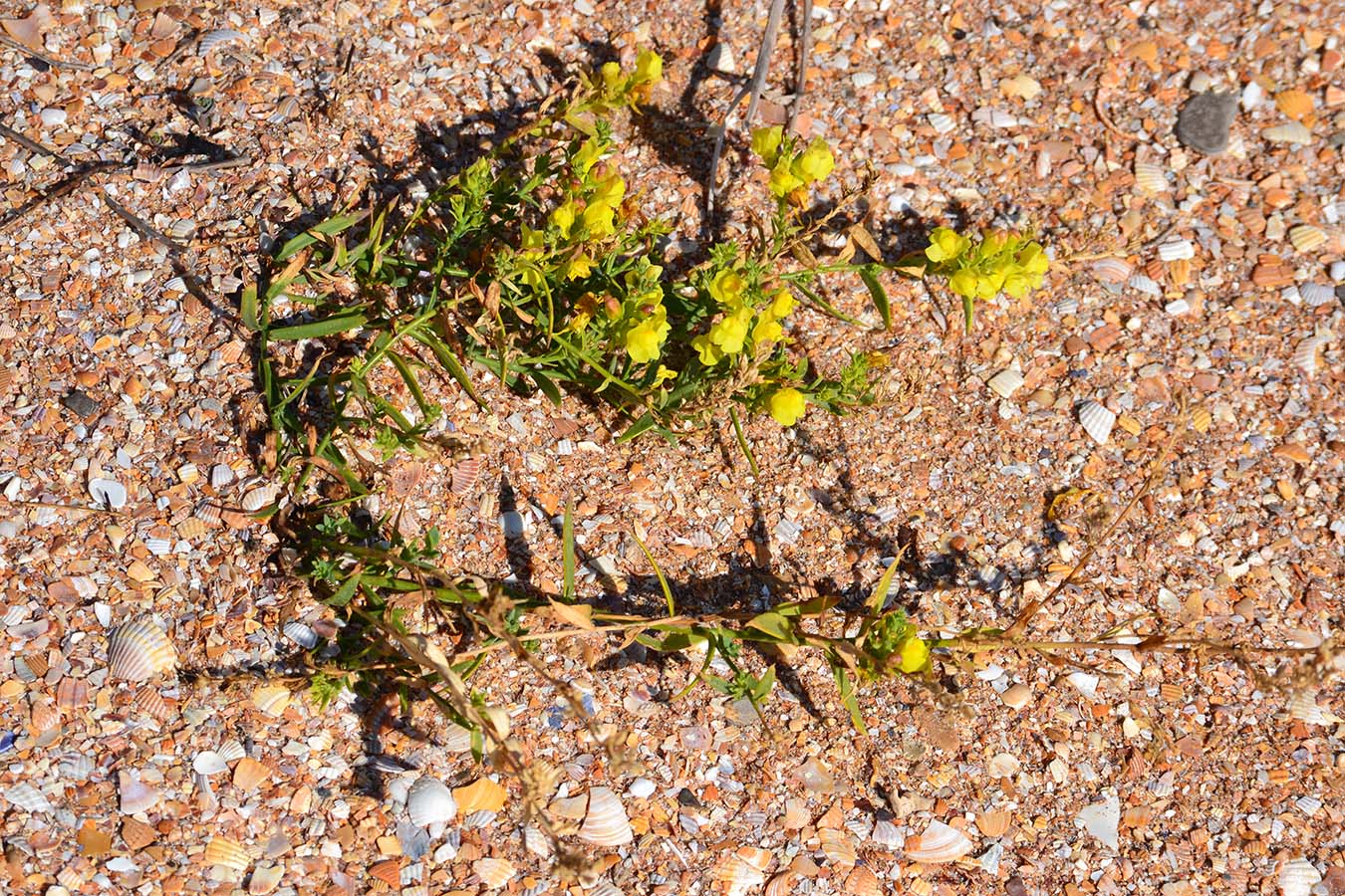 Image of Linaria genistifolia specimen.