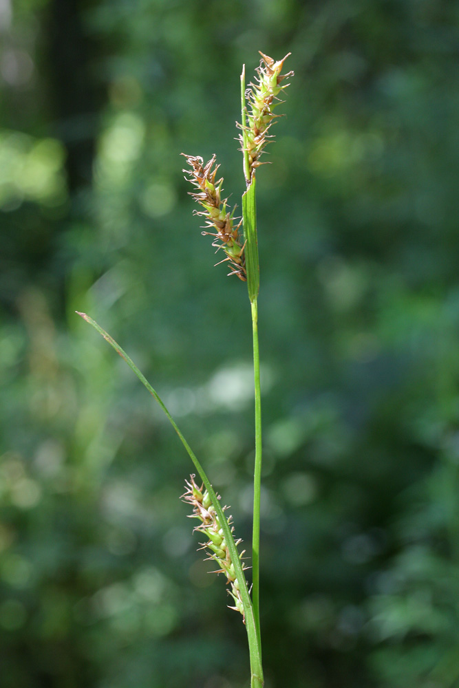 Image of Carex drymophila specimen.