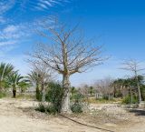 Adansonia digitata. Молодое дерево в покое. Израиль, центральная Арава, пос. Сапир, парк, в культуре из Шри Ланка. 19.03.2013.