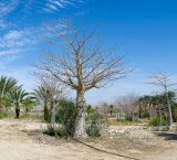 Adansonia digitata