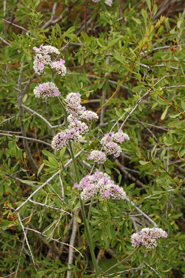 Image of Goniolimon eximium specimen.