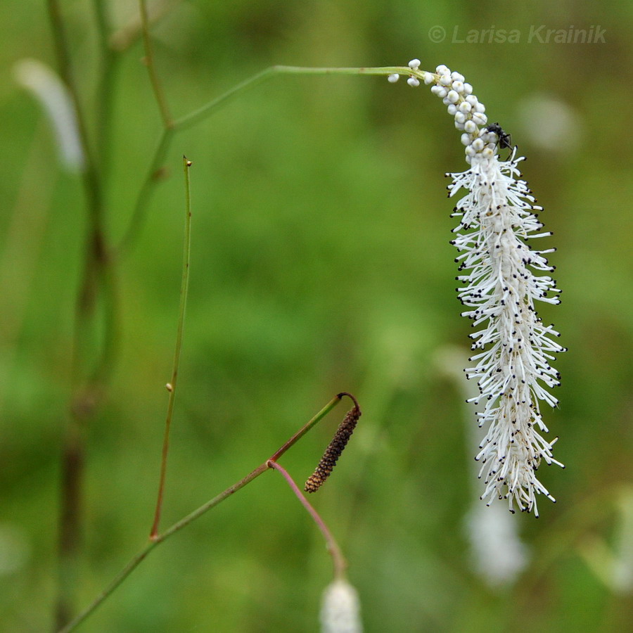 Image of Sanguisorba parviflora specimen.