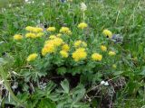 Rhodiola rosea