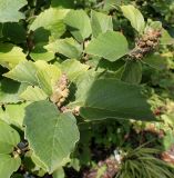 Fothergilla major