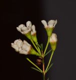Image of taxon representative. Author is Татьяна Мальчинская