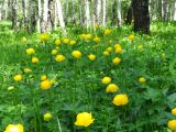 Trollius europaeus