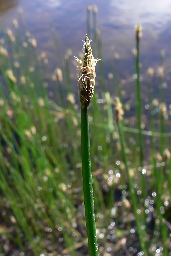 Изображение особи Eleocharis palustris.