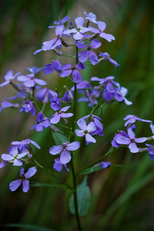 Изображение особи Hesperis matronalis var. glabra.