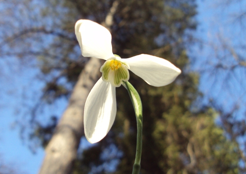 Изображение особи Galanthus nivalis.