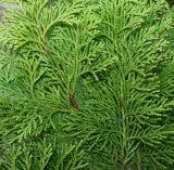 Chamaecyparis lawsoniana. Часть ветки ('Goldilocks'). Германия, г. Дюссельдорф, Ботанический сад университета. 02.03.2014.