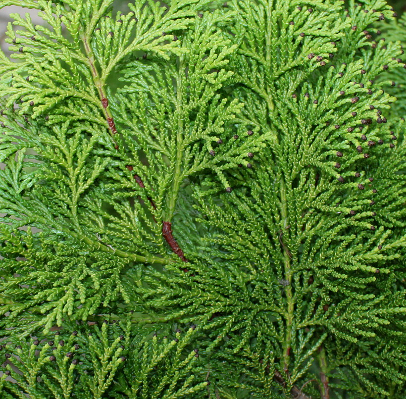 Image of Chamaecyparis lawsoniana specimen.