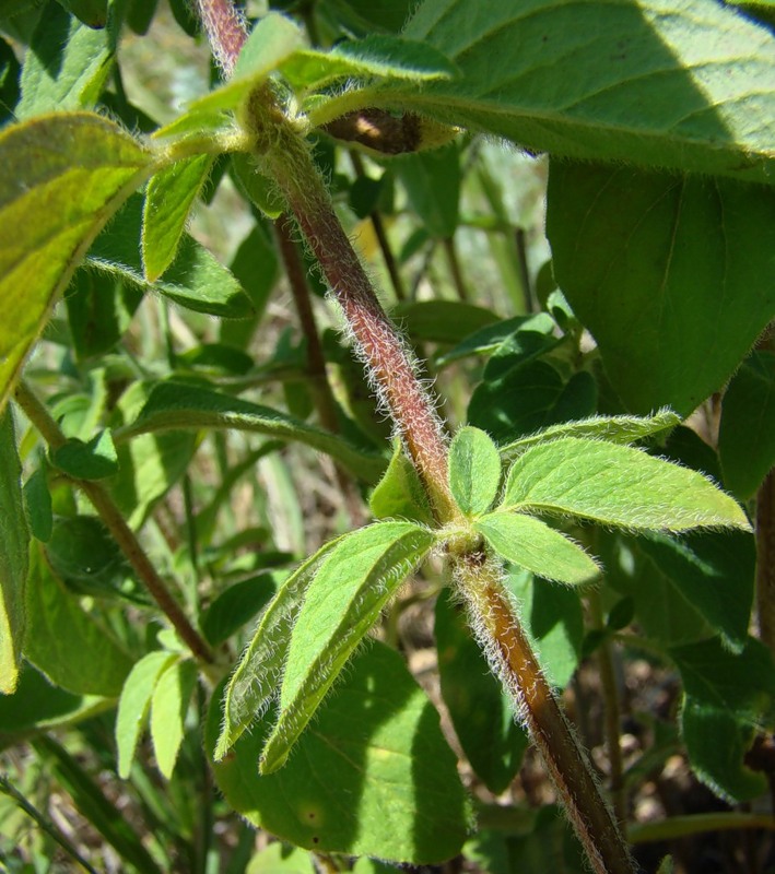 Изображение особи Origanum vulgare.
