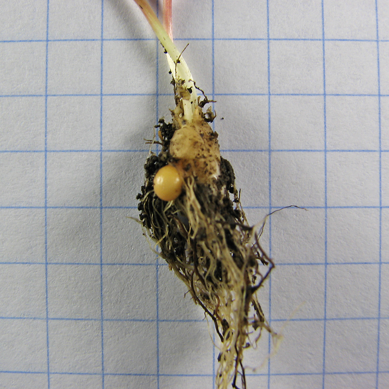 Image of Gagea artemczukii specimen.