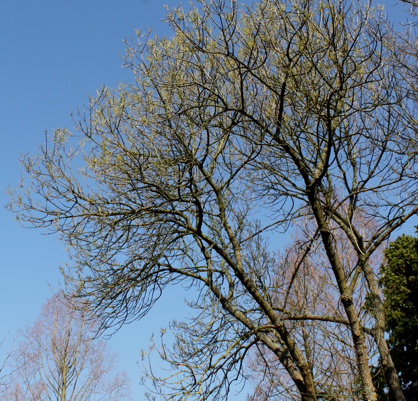 Image of Fraxinus bungeana specimen.