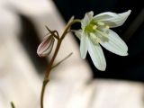 Lloydia triflora