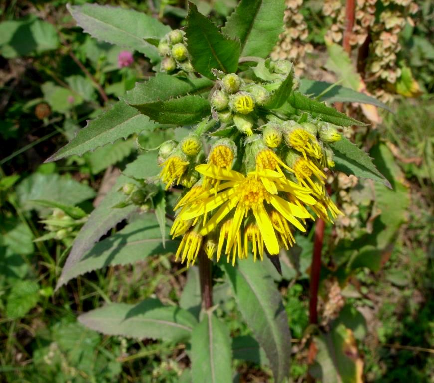 Image of Senecio nemorensis specimen.