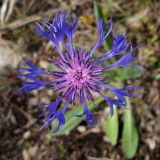 Centaurea czerkessica