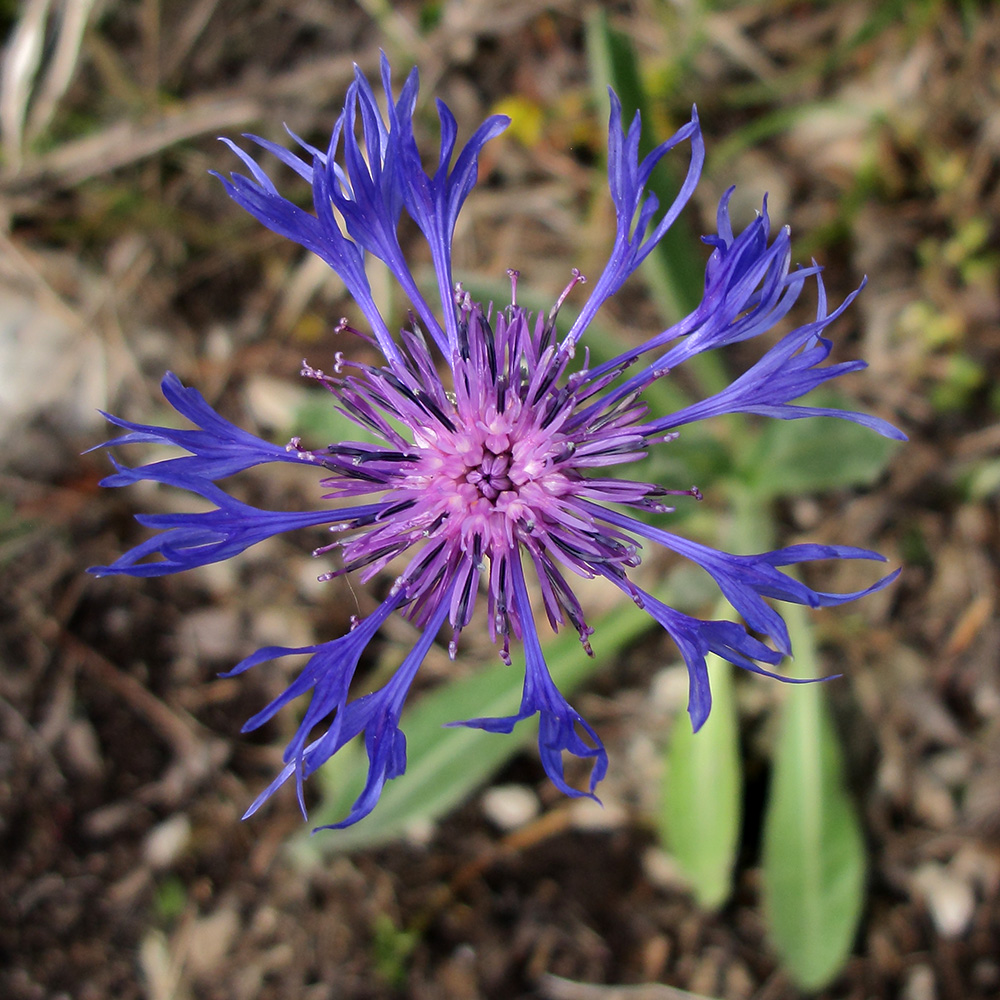 Image of Centaurea czerkessica specimen.