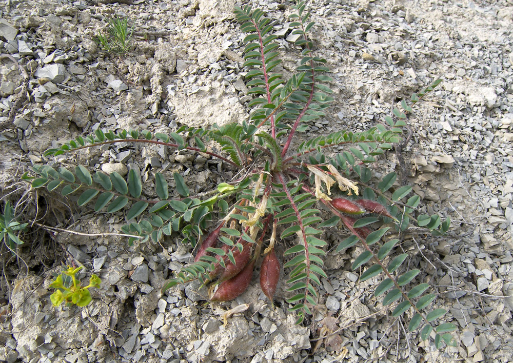 Image of Astragalus utriger specimen.