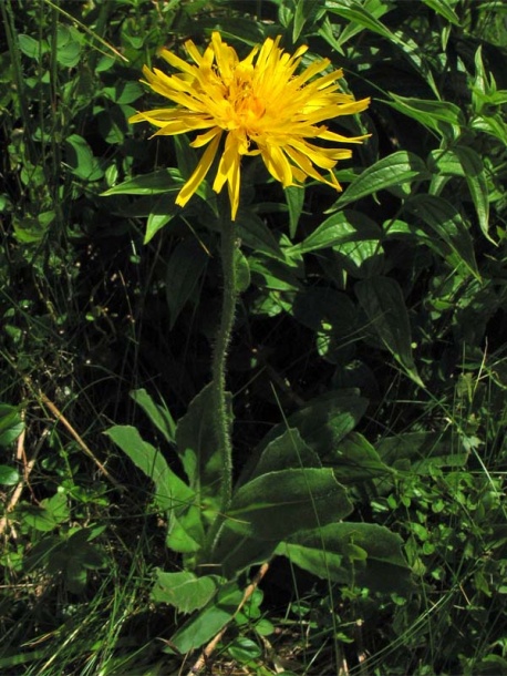 Image of Trommsdorffia uniflora specimen.