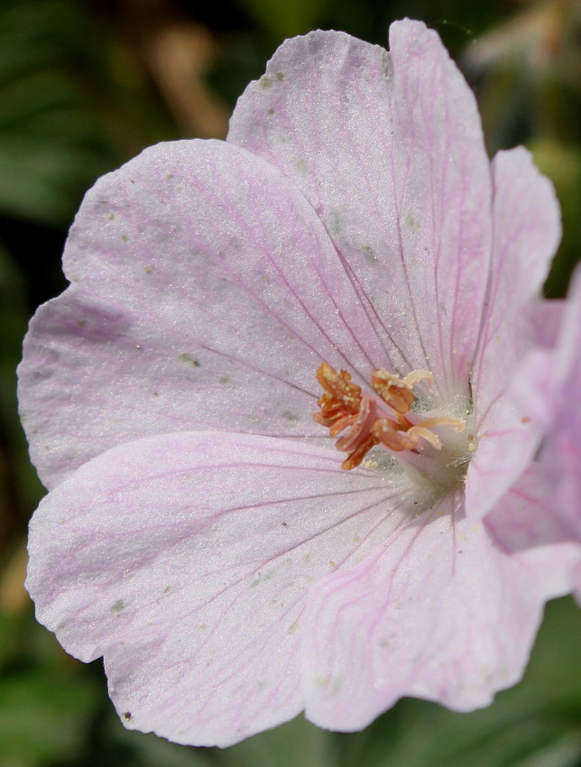 Изображение особи Geranium sanguineum.