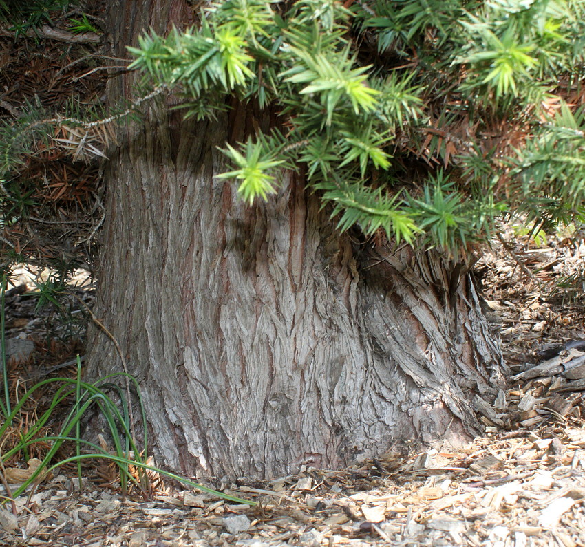 Image of Juniperus drupacea specimen.