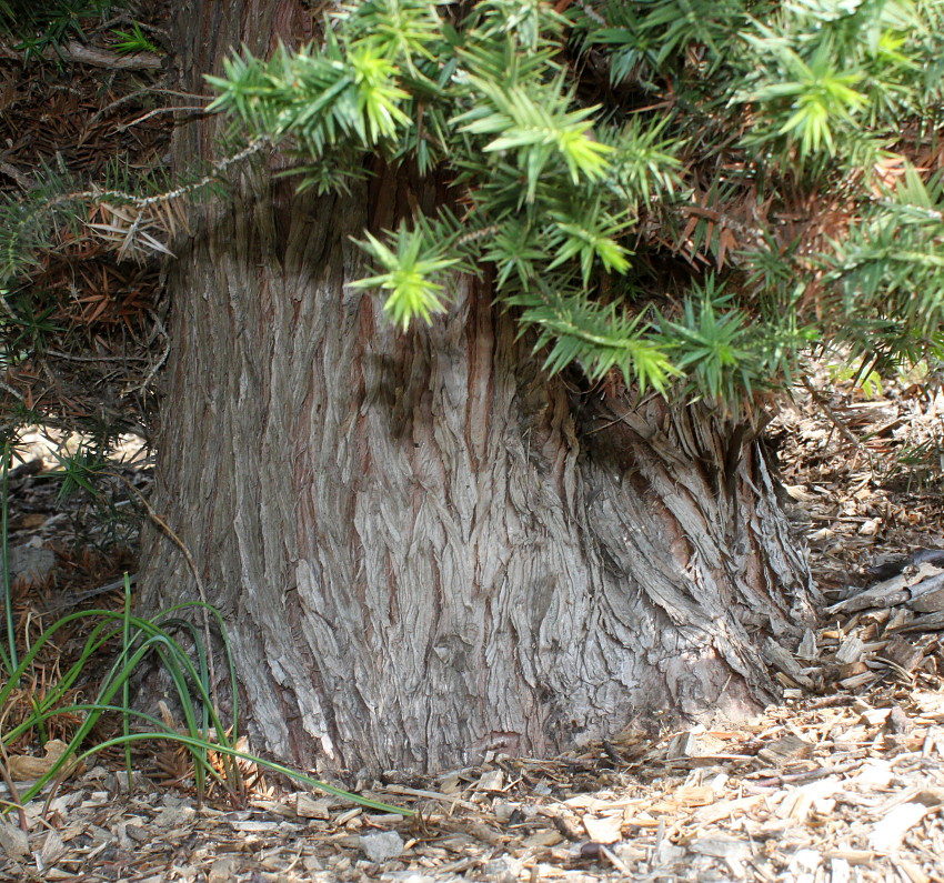 Изображение особи Juniperus drupacea.