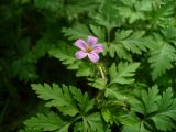 Geranium robertianum