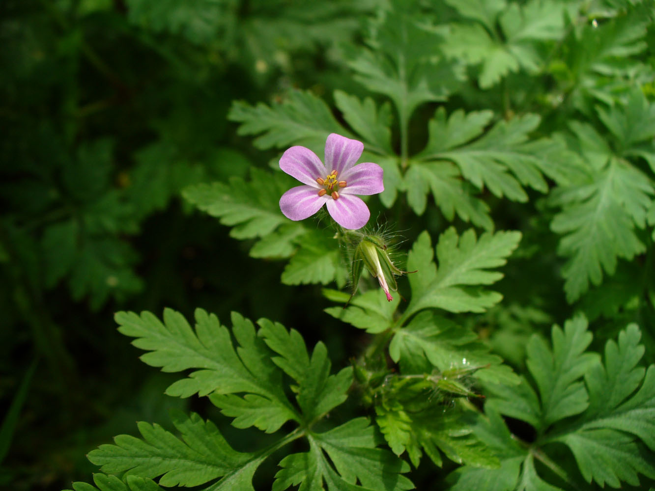Image of Geranium robertianum specimen.