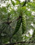 Pinus strobus