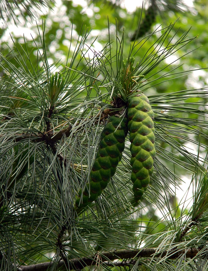 Image of Pinus strobus specimen.