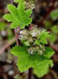 genus Malva. Верхушка побега с соцветием. Германия, г. Дюссельдорф, Ботанический сад университета. 02.06.2014.