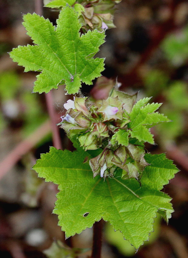 Image of genus Malva specimen.