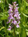 Dactylorhiza fuchsii. Соцветие. Украина, Львовская обл., Дрогобычский р-н, г. Трускавец, Помярки, обочина лесной дороги. 09.06.2014.