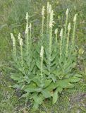 Digitalis viridiflora