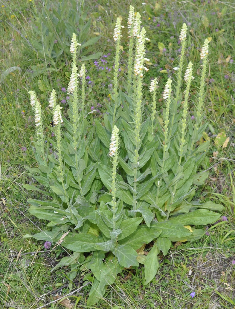 Изображение особи Digitalis viridiflora.