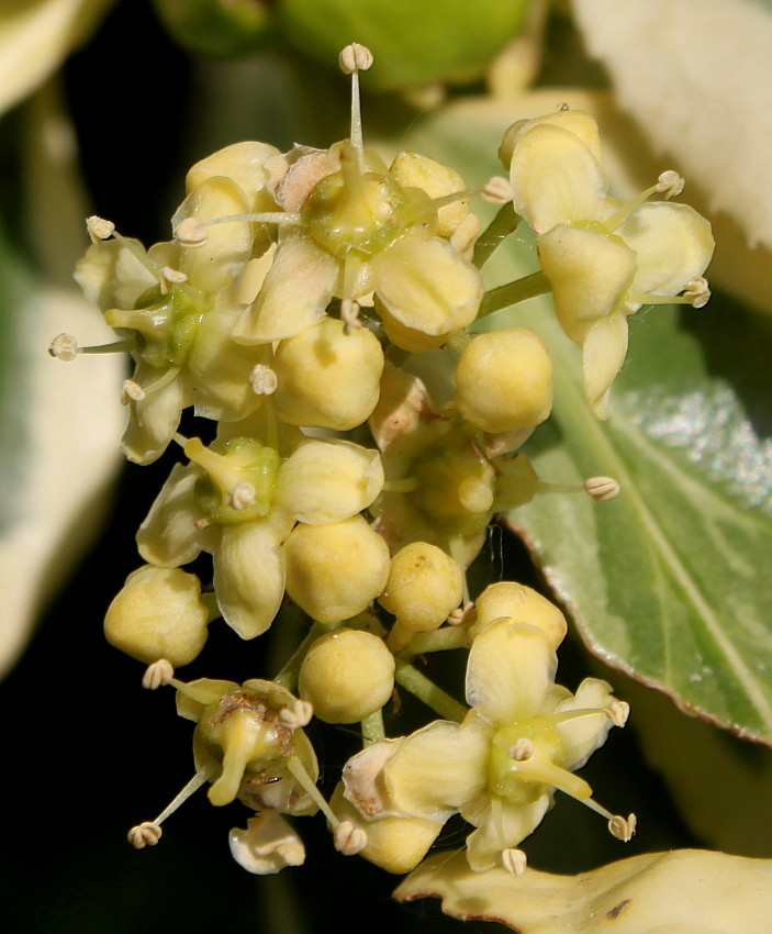 Изображение особи Euonymus japonicus.