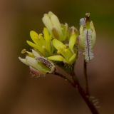 Biscutella didyma