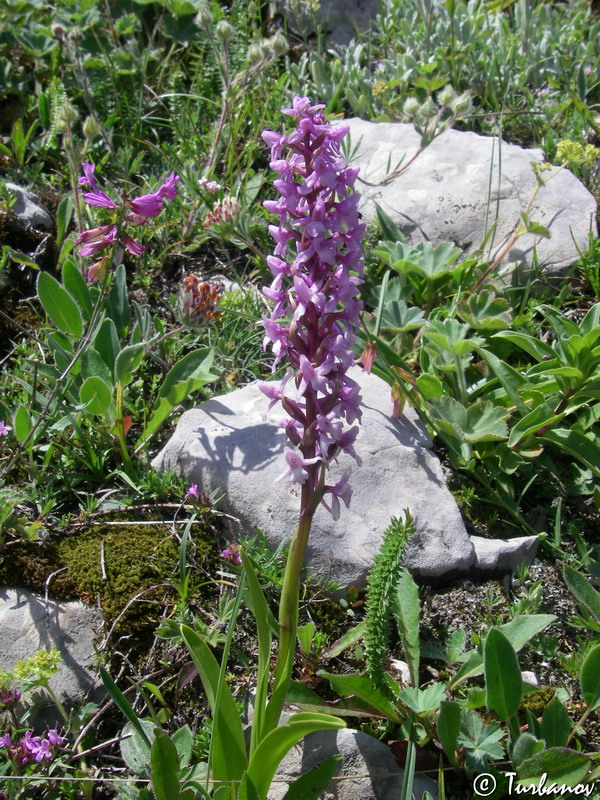 Изображение особи Gymnadenia conopsea.