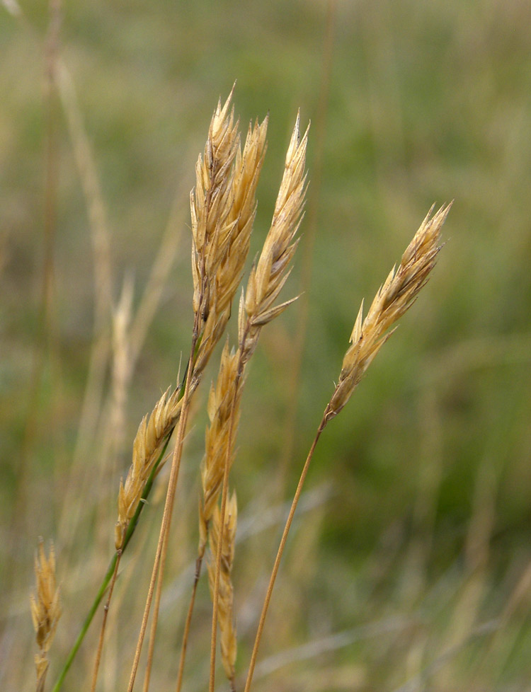 Сорняк зерновых. Anthoxanthum alpinum. Метлица Полевая. Щучка Голдтау. Ломкоколосник злак.