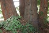 Sequoia sempervirens. Комлевые части стволов многоствольного растения. Германия, г. Дюссельдорф, Ботанический сад университета. 05.09.2014.