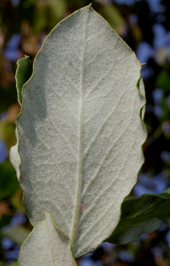 Изображение особи Garrya elliptica.